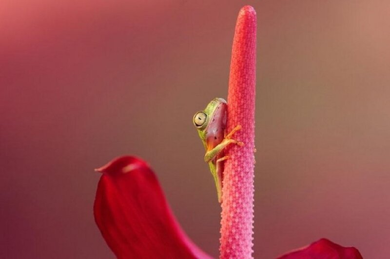 Green Frog on Flower — Red, Serene