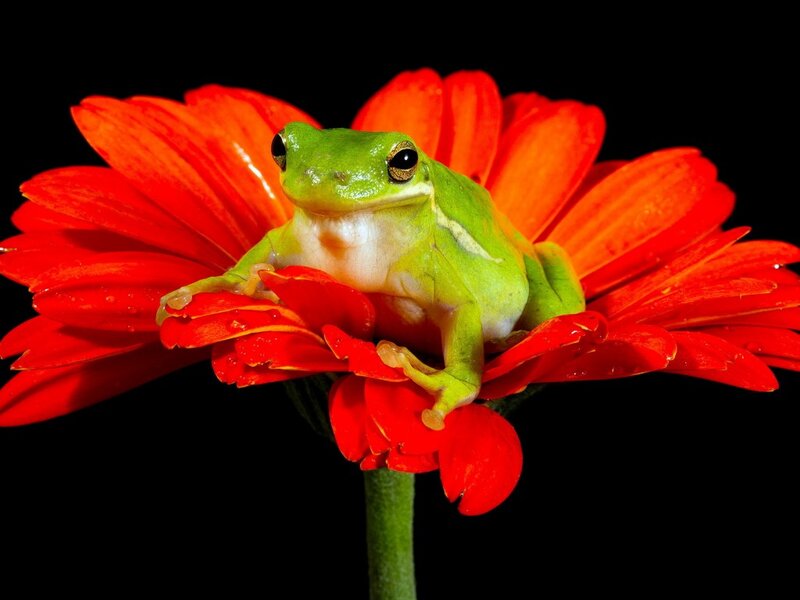 Green Frog on Flower — Red