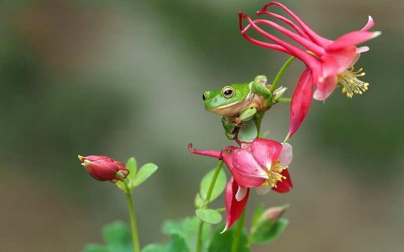 Green Frog on Flower — Serene, Spring