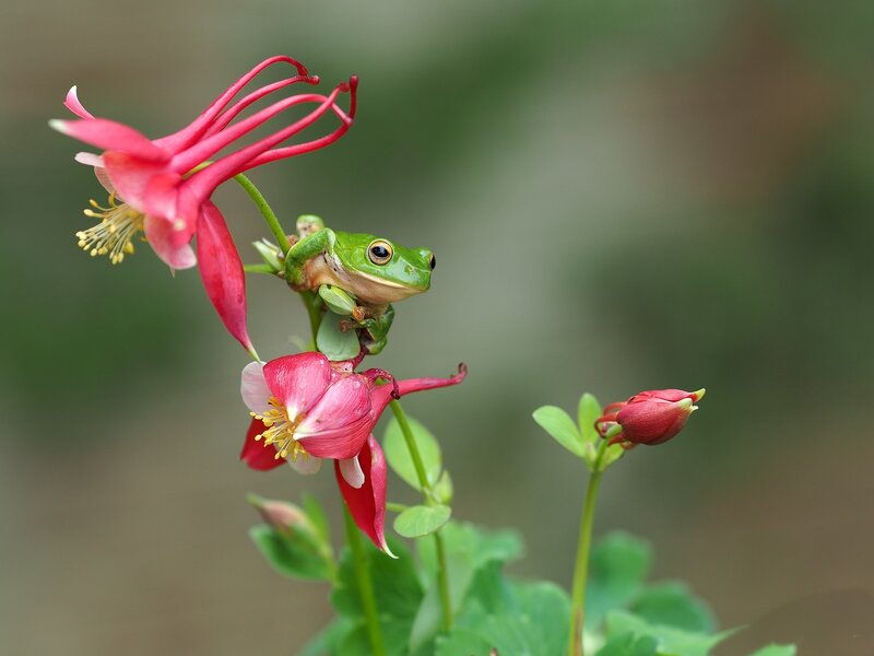 Green Frog on Flower — Serene
