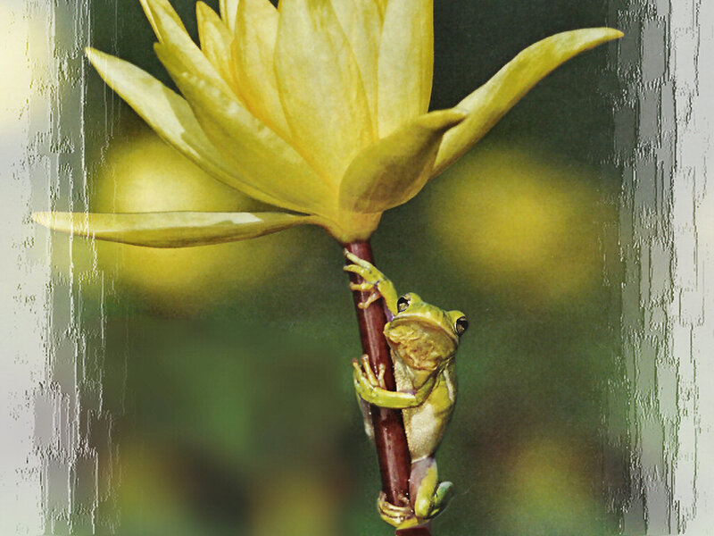 Green Frog on Flower