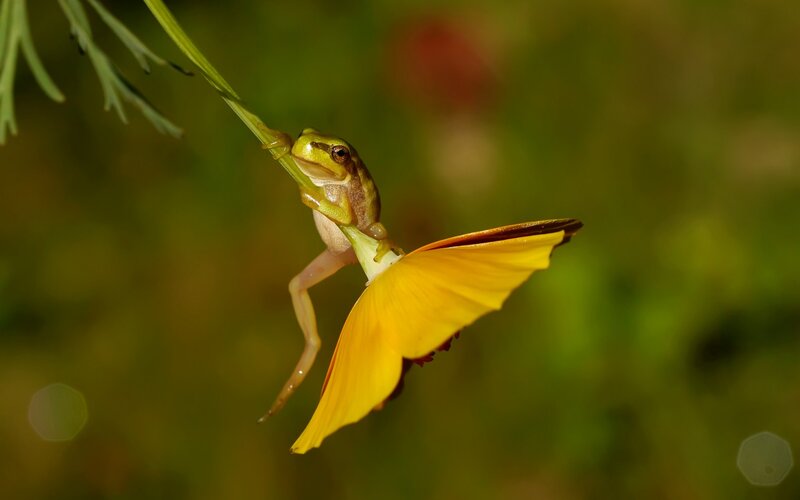 Green Frog on Flower — Yellow