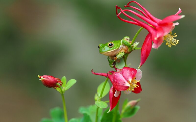 Green Frog on Flowers