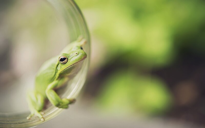 Green Frog on Glass — Calm, Photograph