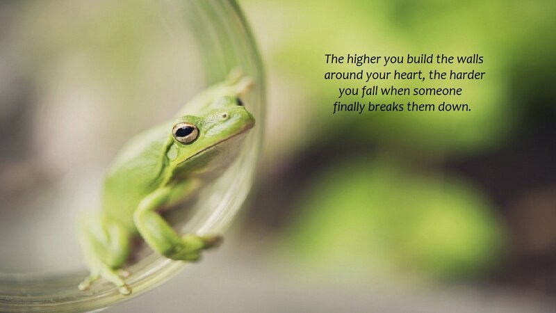 Green Frog on Glass — Calm
