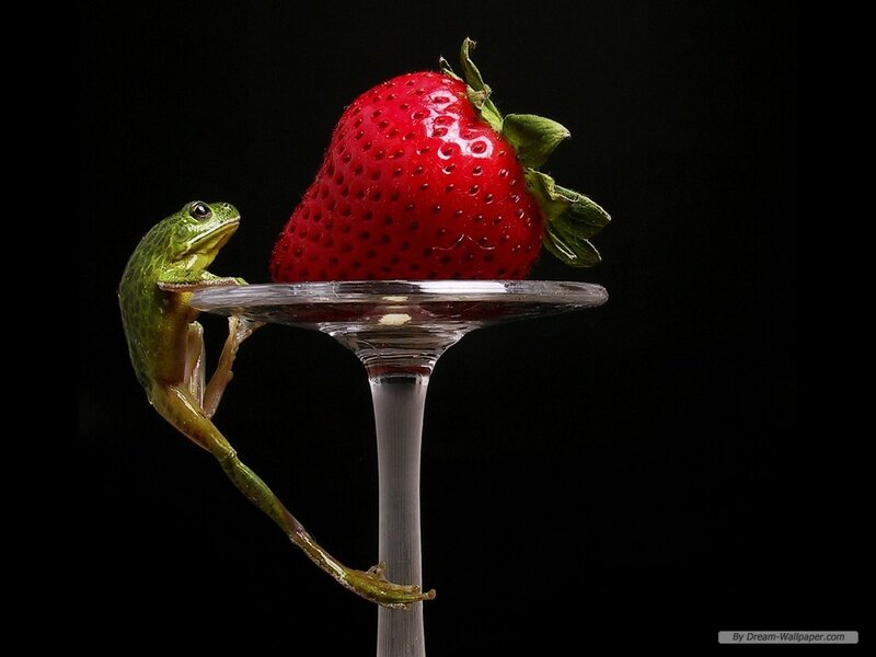 Green Frog on Glass — Dramatic, Photograph