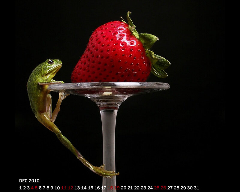 Green Frog on Glass — Dramatic