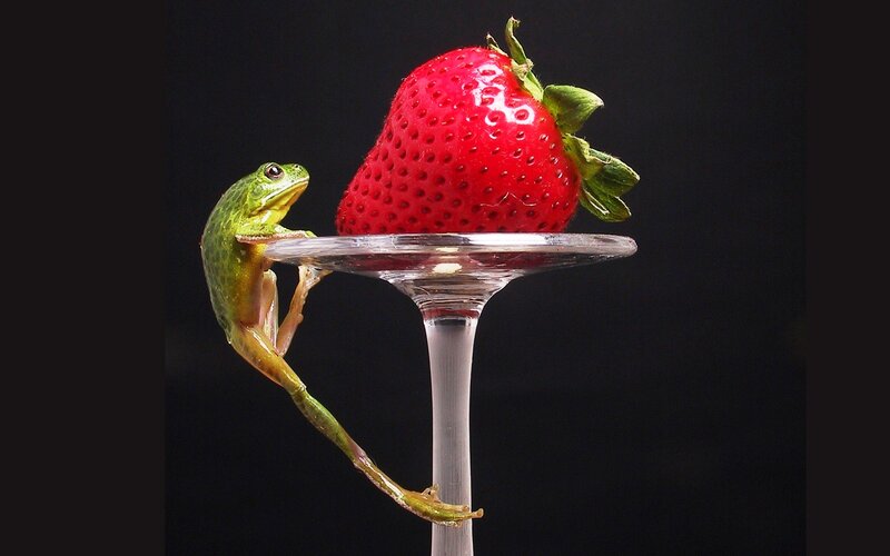 Green Frog on Glass Stem