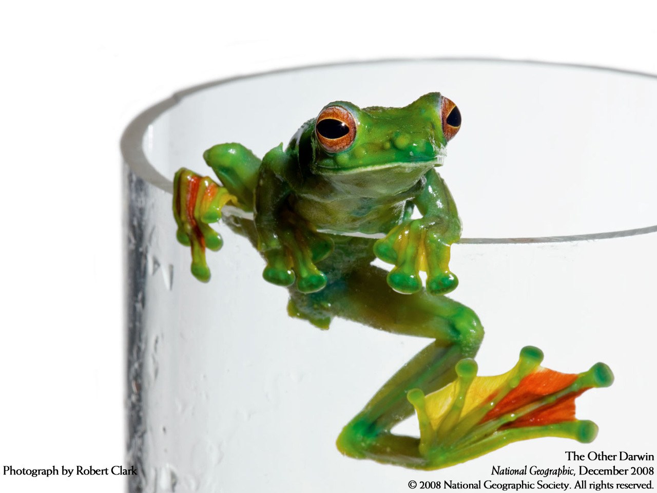 Green frog on glass