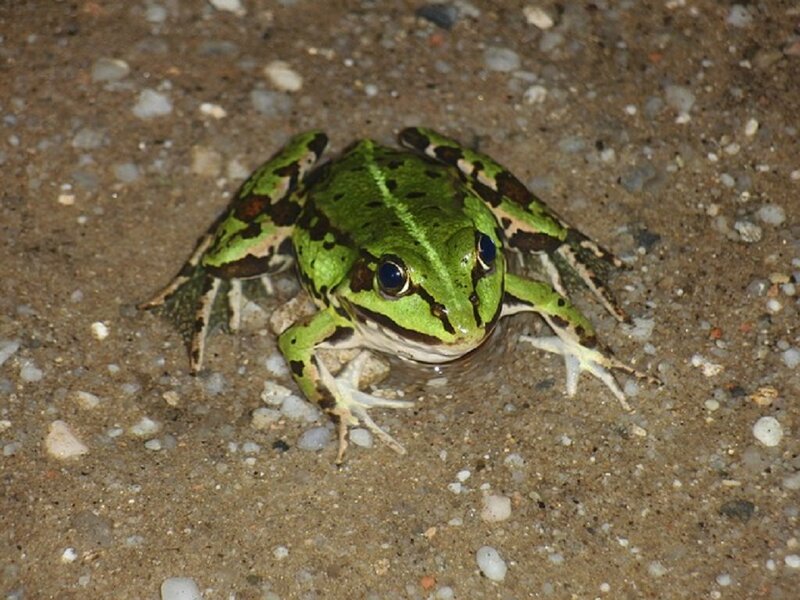 Green Frog on Gravel