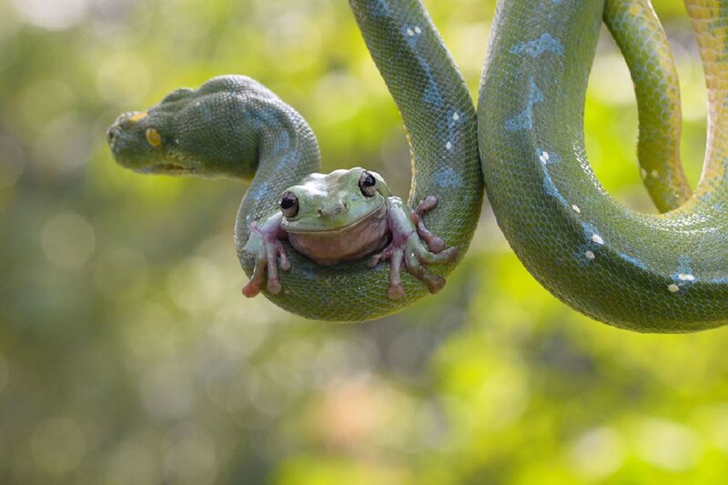 Green Frog on Green Snake — Calm