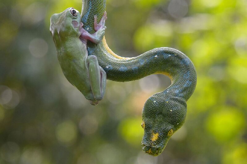 Green Frog on Green Snake