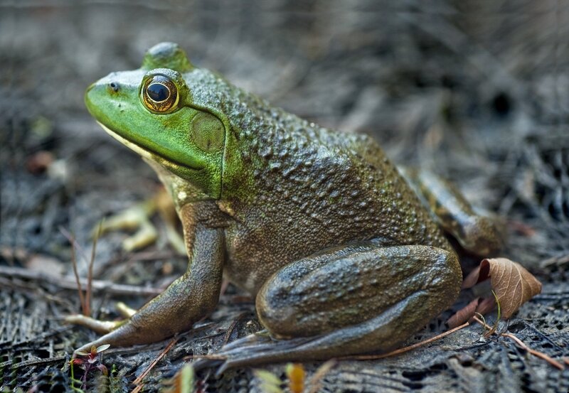Green Frog on Ground — Natural, Photograph
