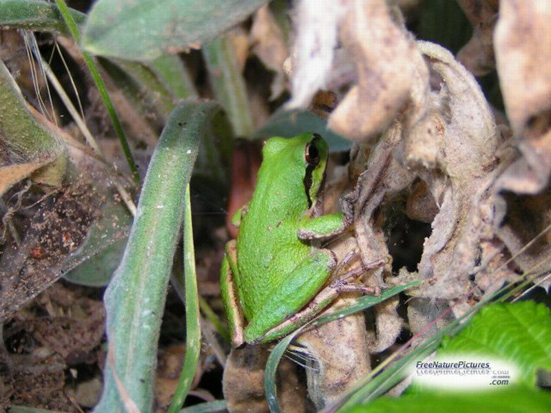 Green Frog on Ground — Natural