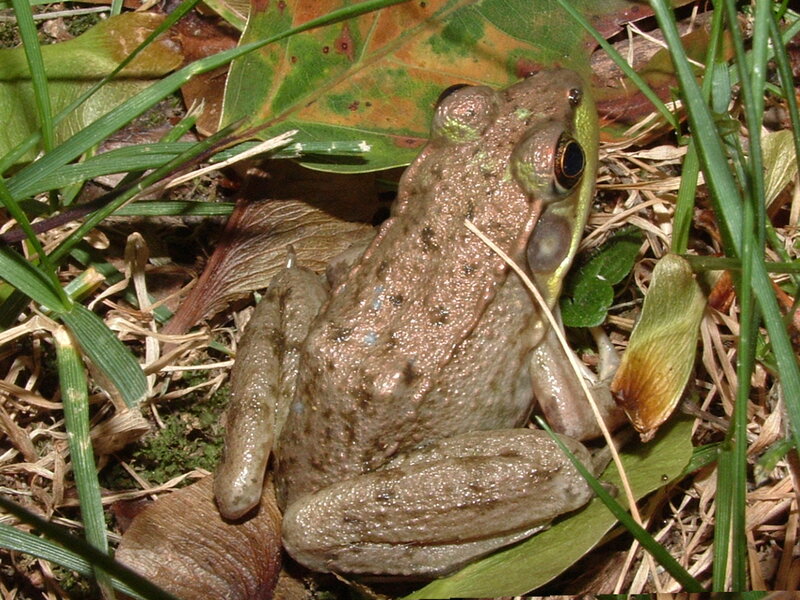 Green Frog on Ground