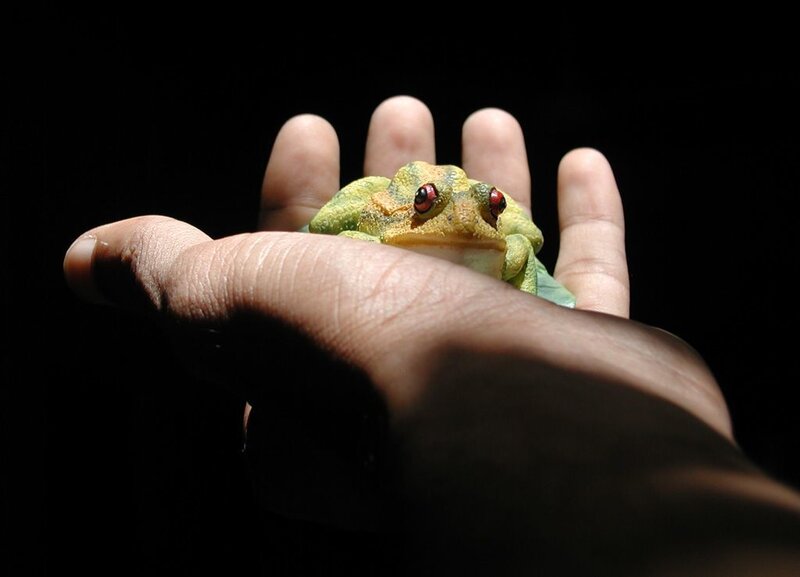 Green Frog on Hand — Dramatic