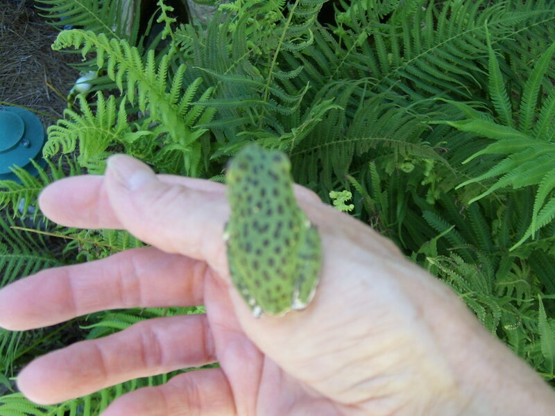Green Frog on Hand — Natural