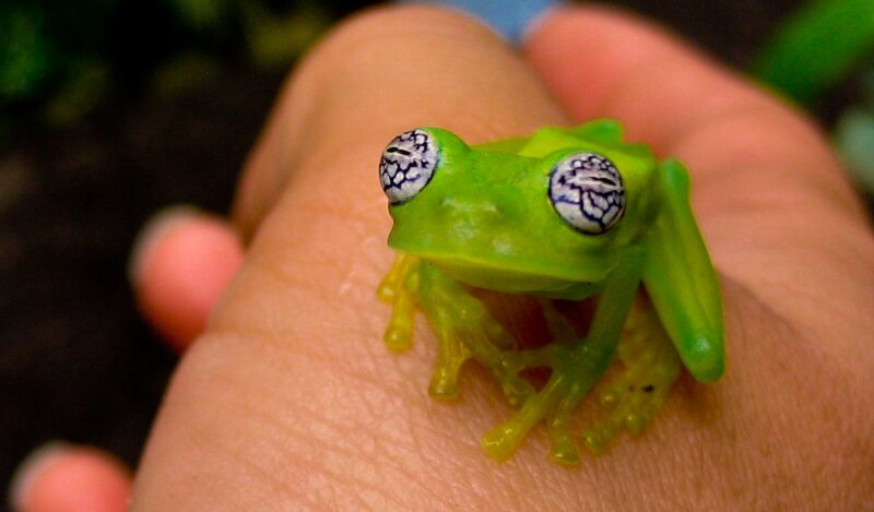 green frog on hand