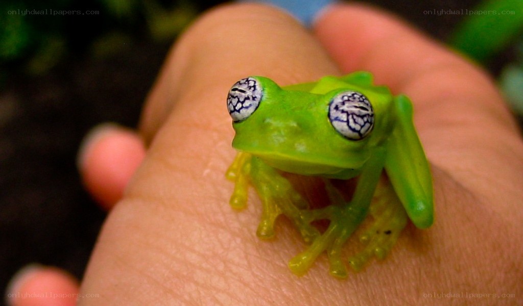 green frog on hand