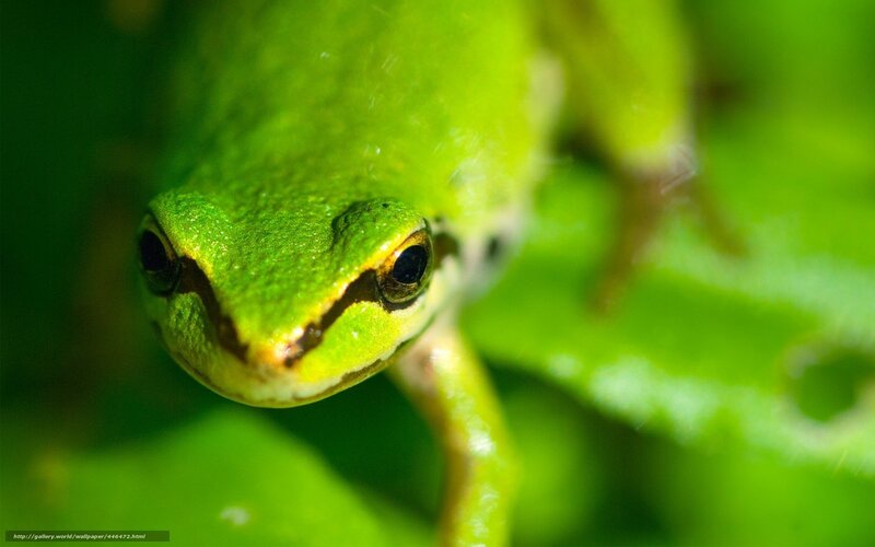 green frog on leaf