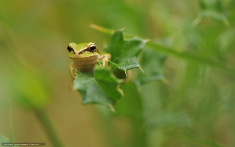 green frog on leaf