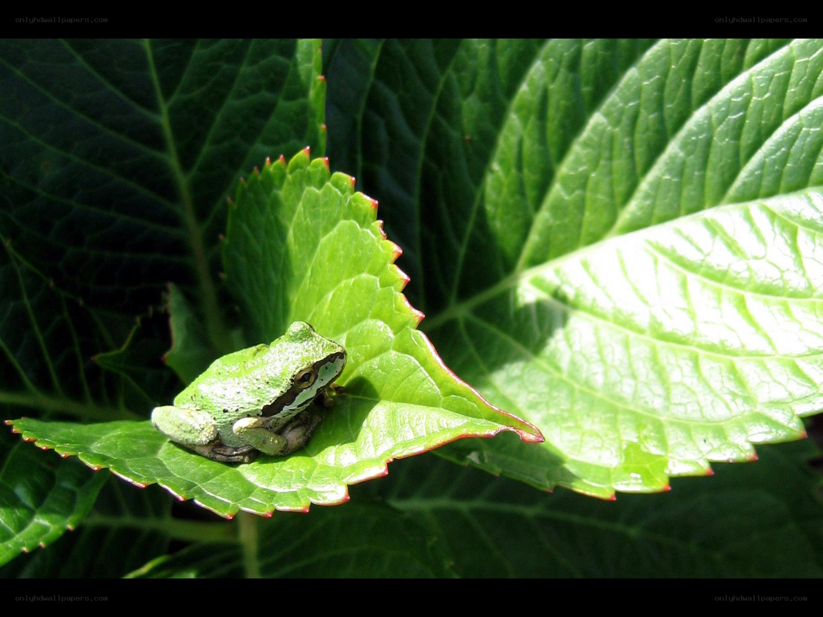 Green frog on leaf