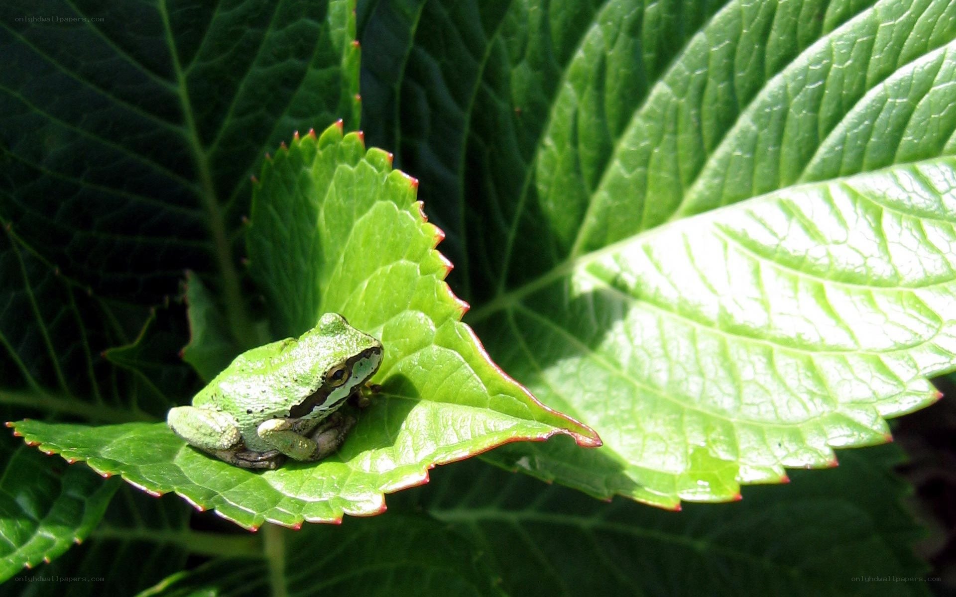 green frog on leaf