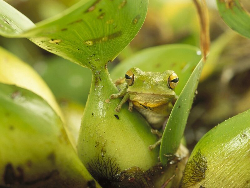 Green frog on leaf