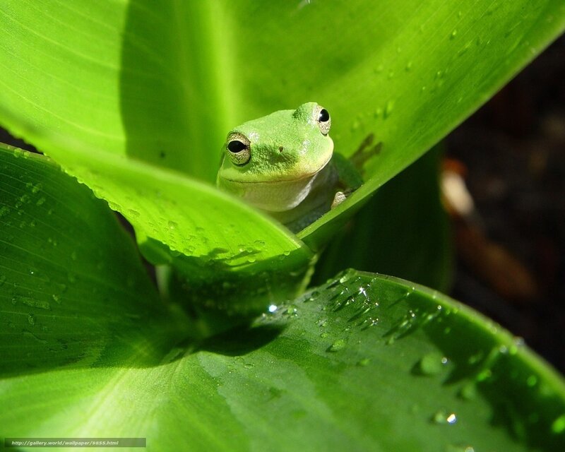 green frog on leaf