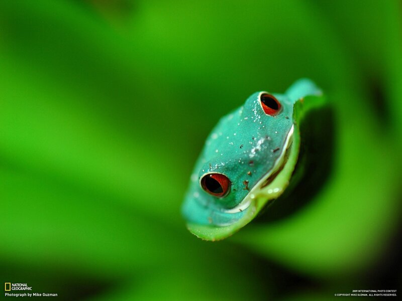 green frog on leaf