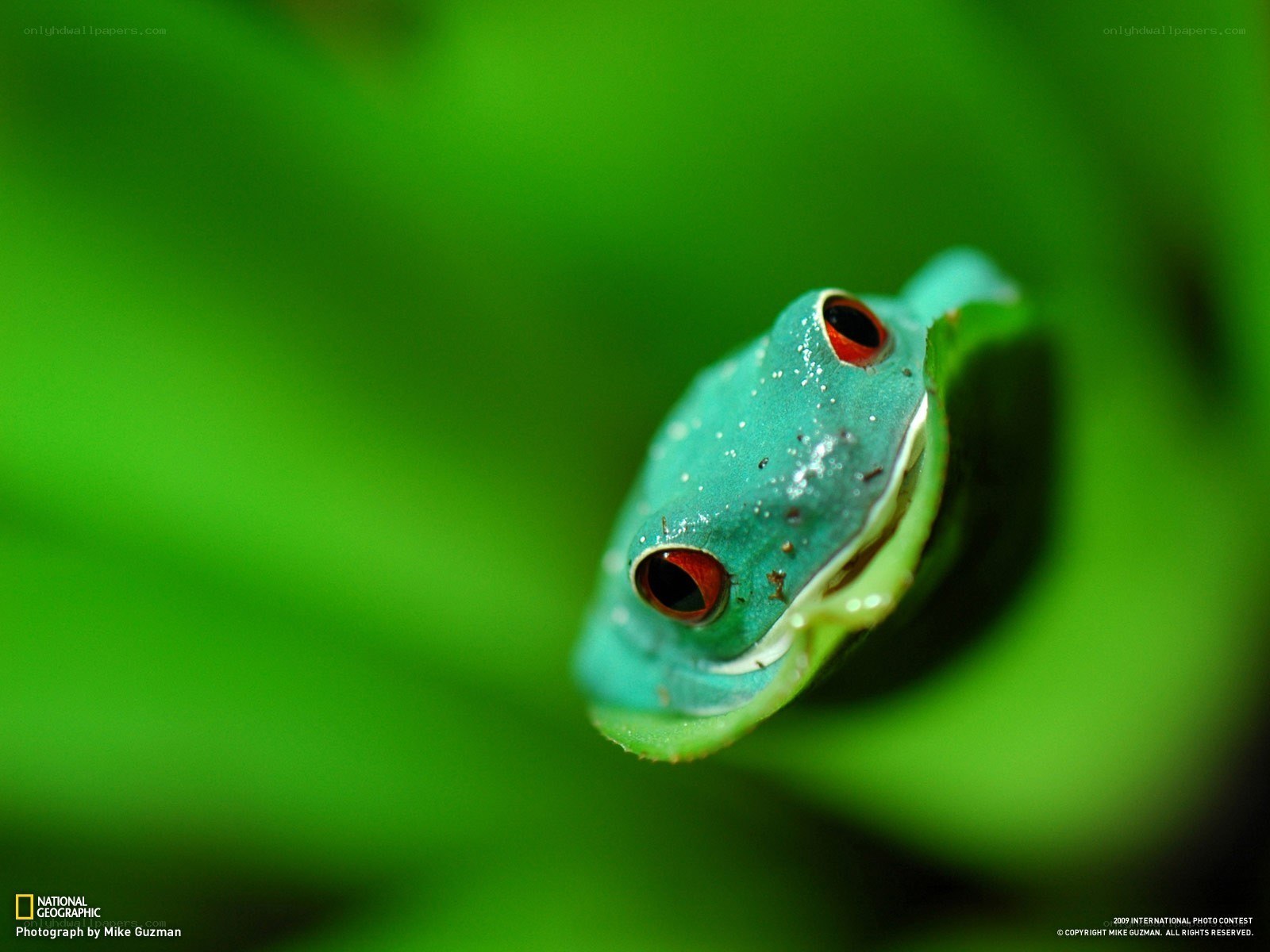 green frog on leaf