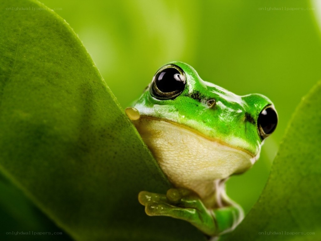 green frog on leaf