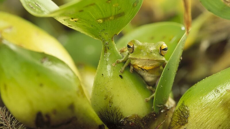 green frog on leaf