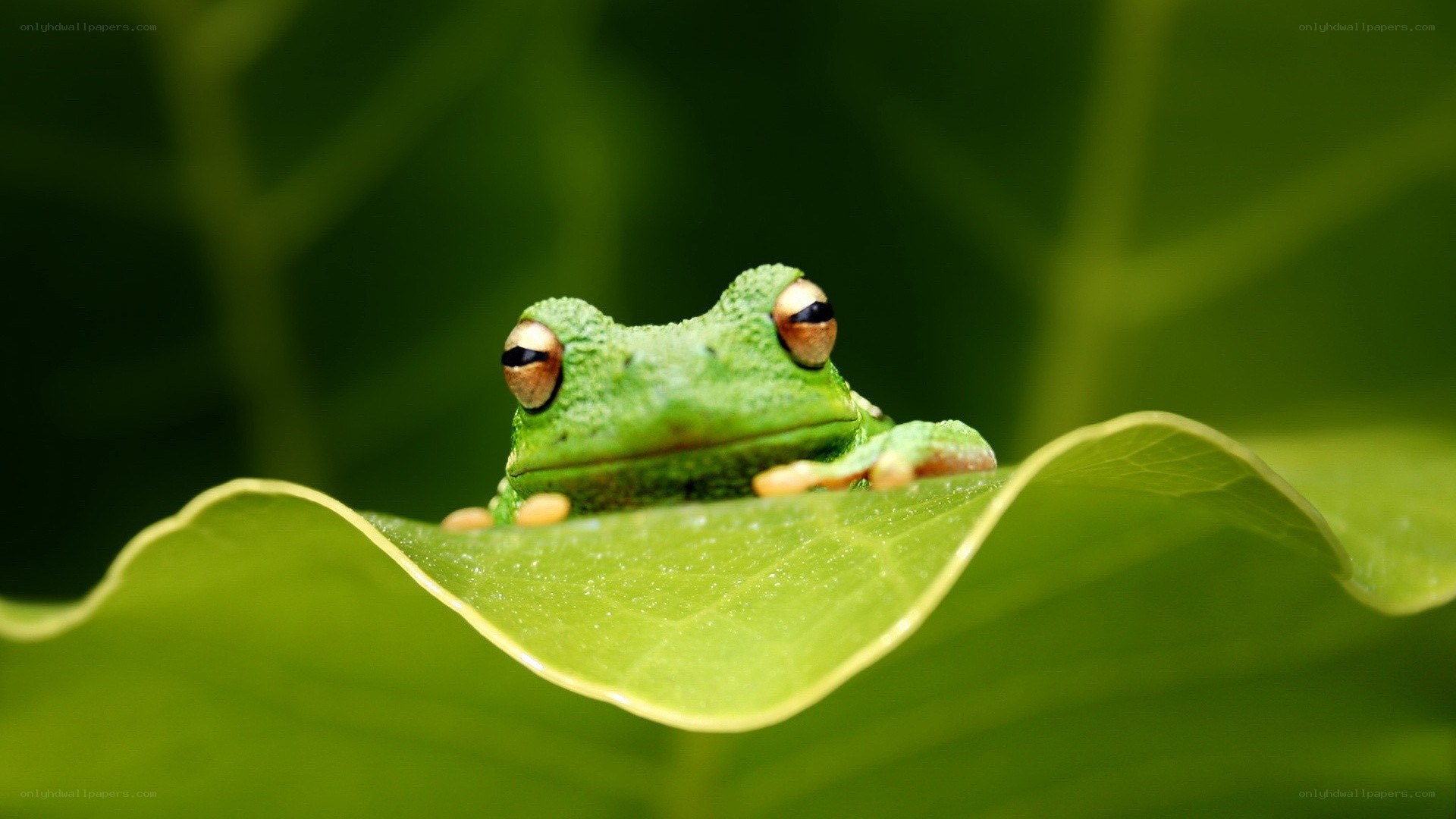 green frog on leaf