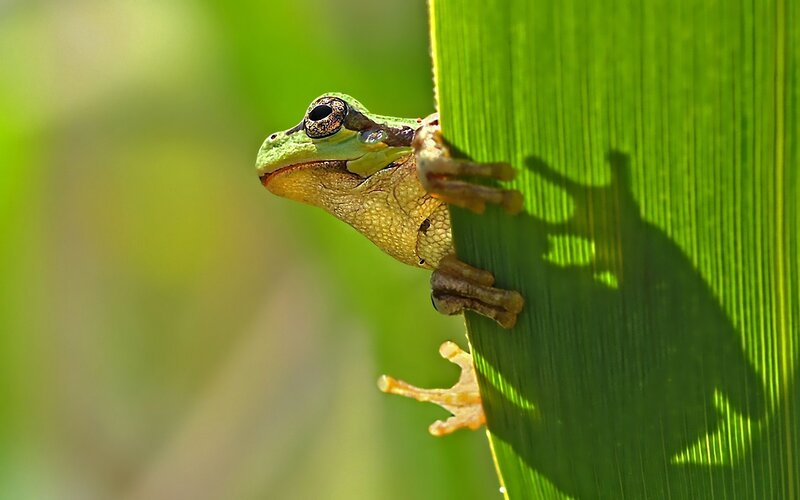 green frog on leaf