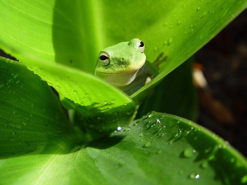 green frog on leaf