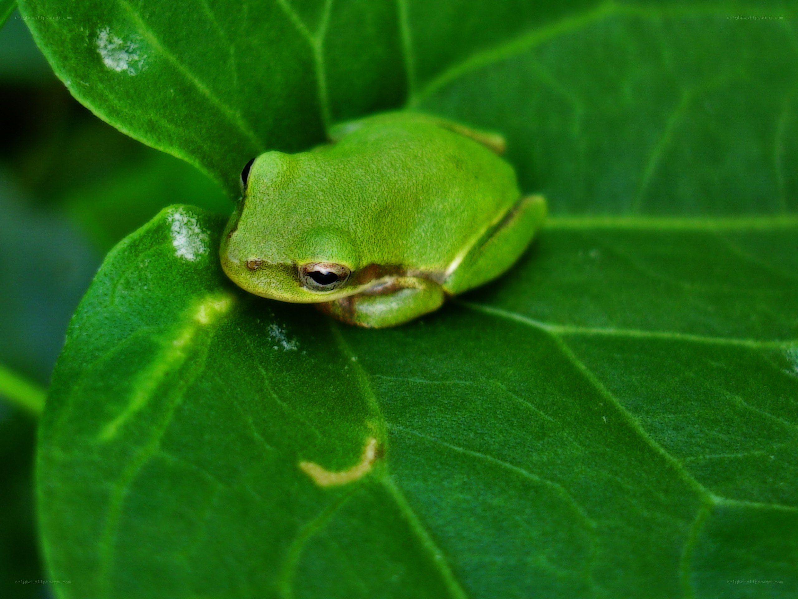 green frog on leaf