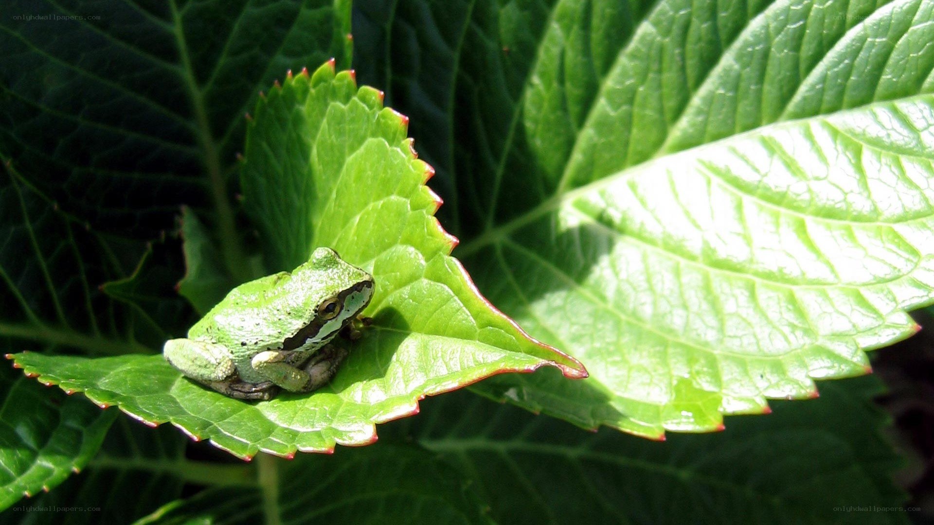 green frog on leaf