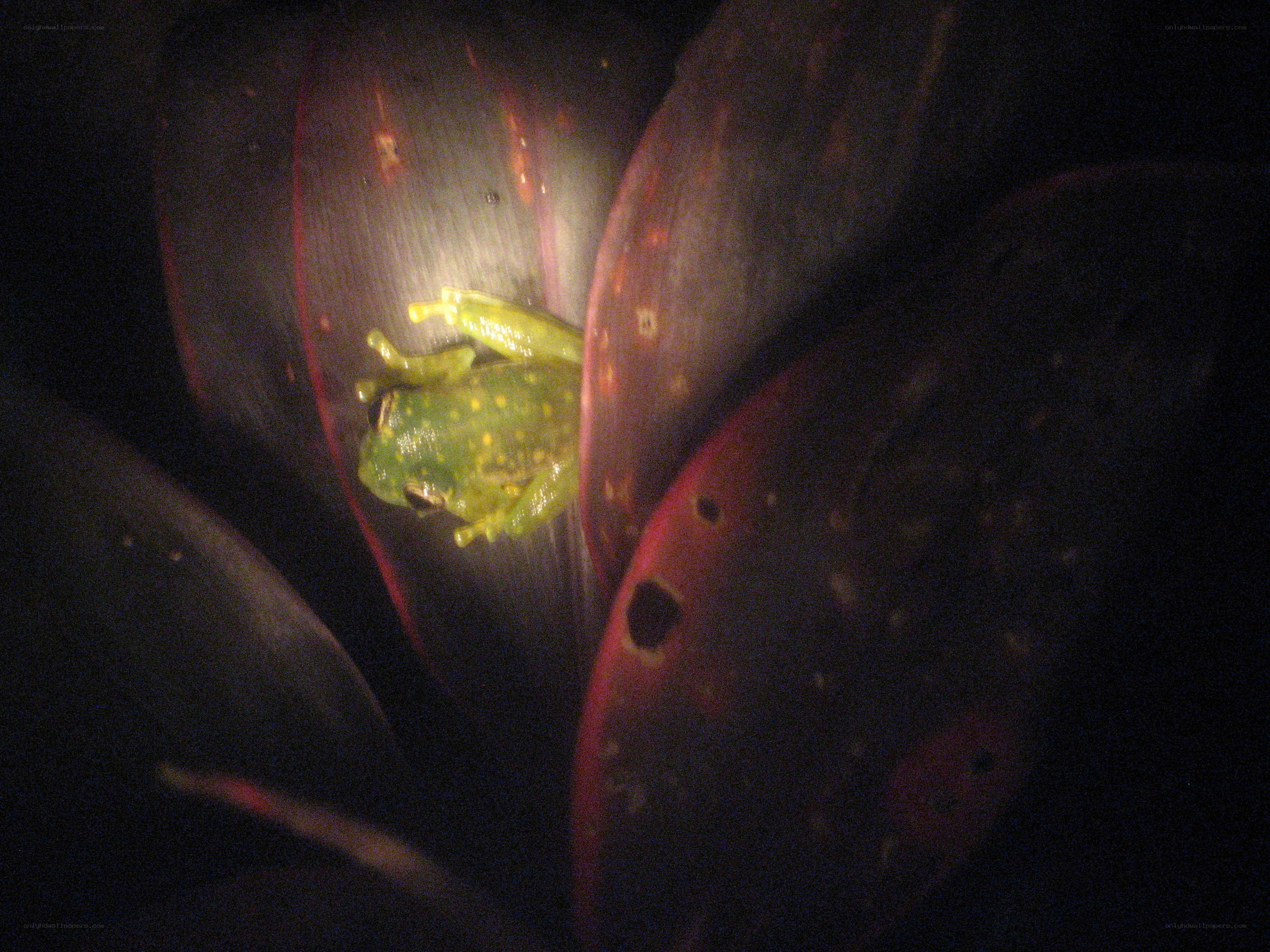 Green frog on leaf at night