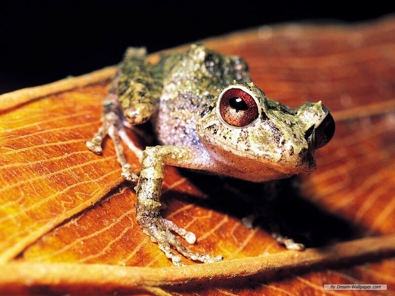 Green Frog on Leaf — Brown