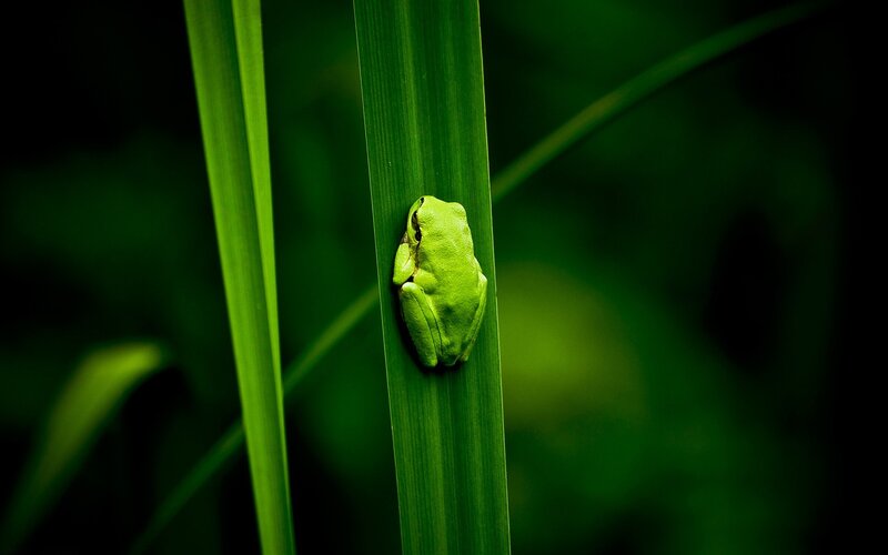 Green Frog on Leaf — Calm, Photograph, Plant