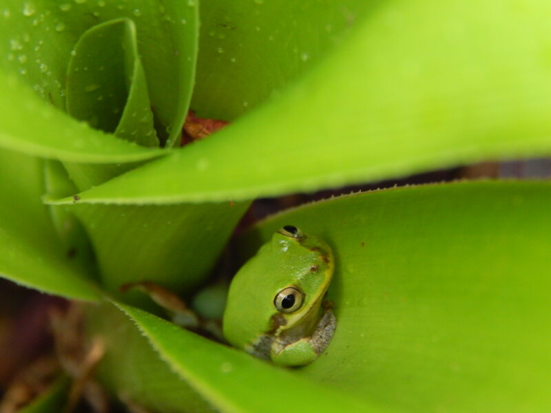 Green Frog on Leaf — Calm, Photograph, Water Droplet