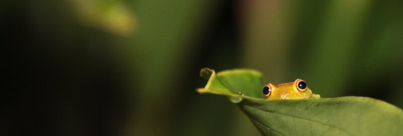 Green Frog on Leaf — Curious