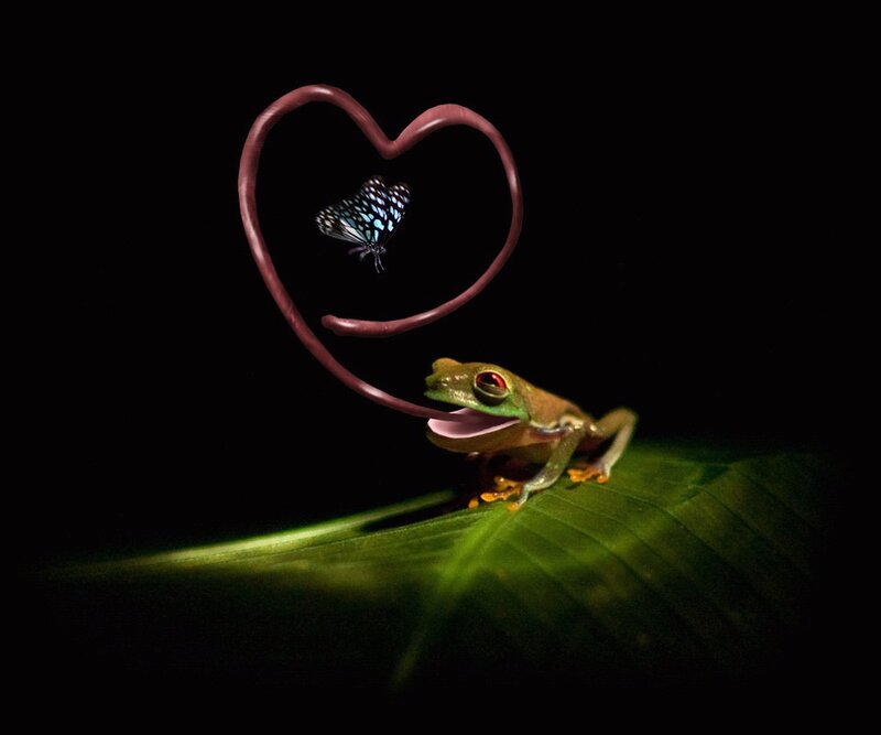 Green Frog on Leaf — Dramatic