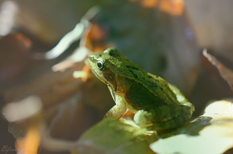 Green Frog on Leaf — Natural, Afternoon