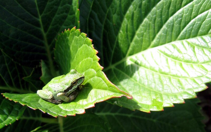 Green Frog on Leaf — Serene, Afternoon, Photograph, Sunlight, Plant, White