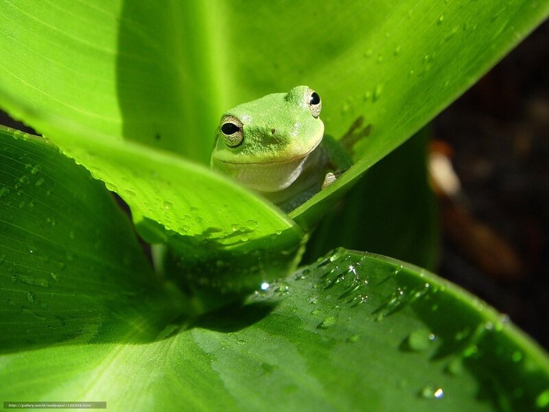 Green Frog on Leaf — Serene, Afternoon