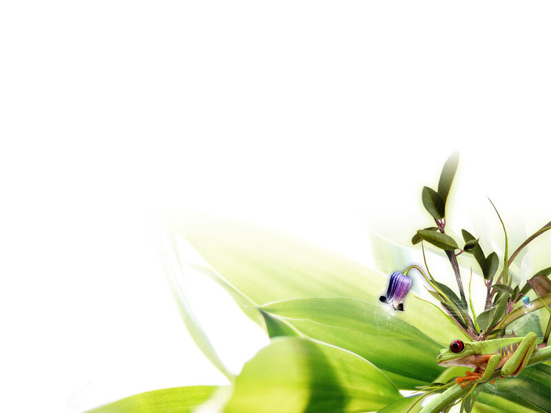 Green Frog on Leaf — Serene, Digital Art, Flower, Plant