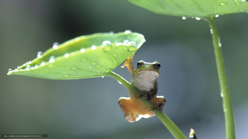 Green Frog on Leaf — Serene, Morning, Photograph, Stem