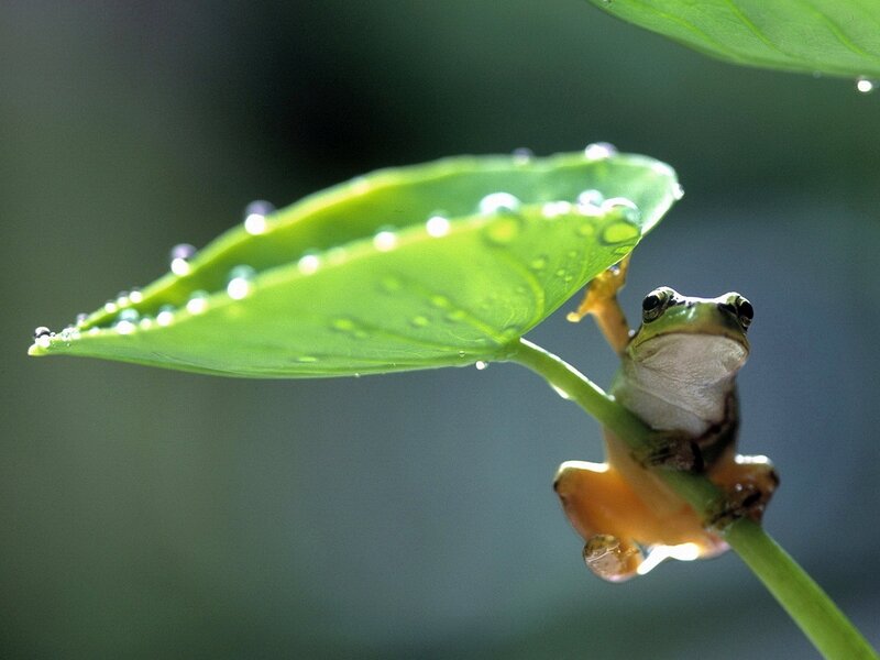 Green Frog on Leaf — Serene, Morning